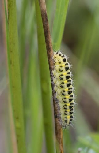 Zygaena sp.
